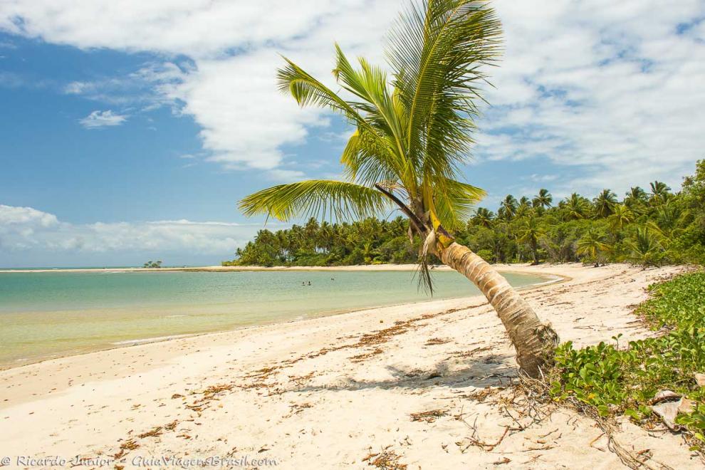 Imagem de um pequeno coqueiro na transversal na areia da bela praia.